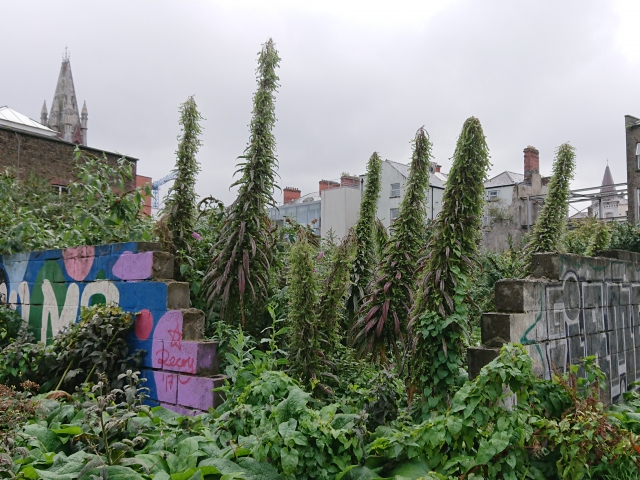 Gareth Kennedy, NCAD FIELD. Derelict site beside the National College of Art and Design, Dublin, Ireland, for evolving 21st Century Naturecultures and non-human interactions. September, 2020